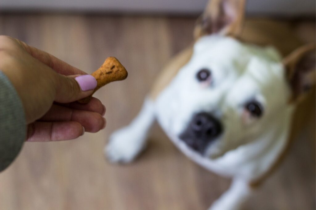 cane che aspetta snack