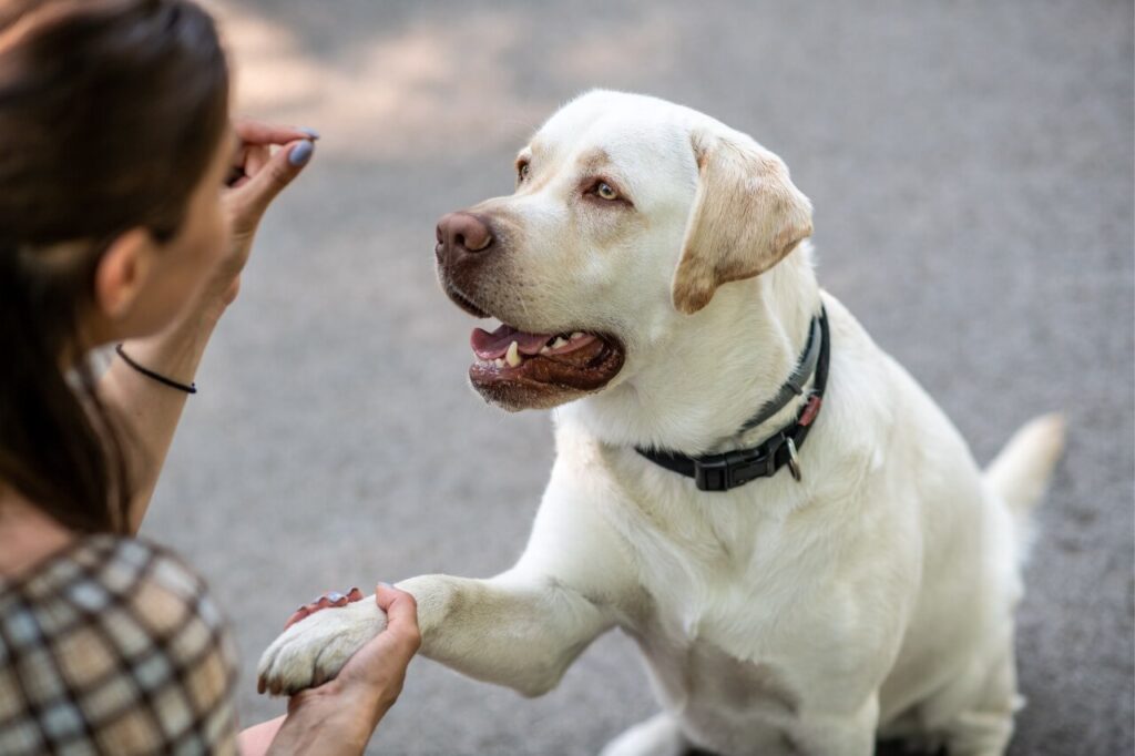 cane che da la zampa