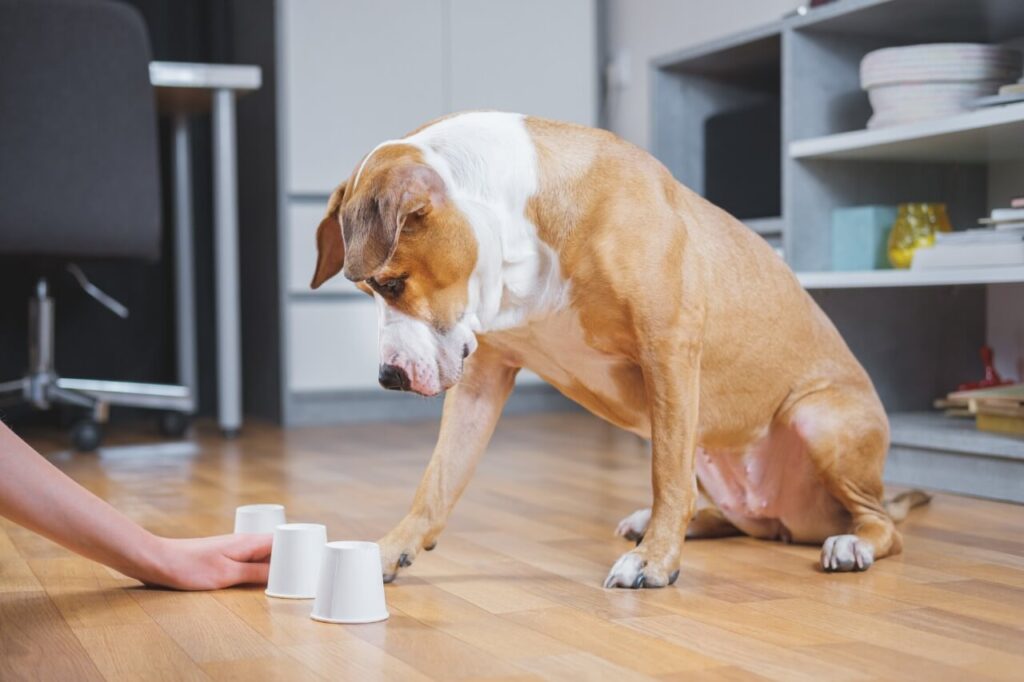 cane che fa il test dei bicchieri