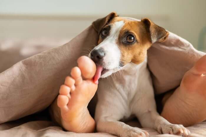 cane lecca i piedi